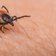 Image for article titled First Volunteers Set to Get Experimental Lyme Disease Vaccine in Large Clinical Trial